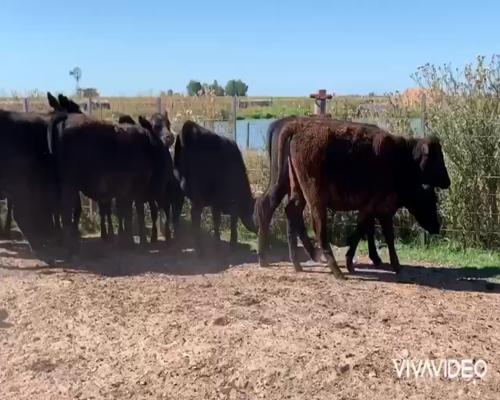 Lote 60 Vaquillonas en Dolores, Buenos Aires