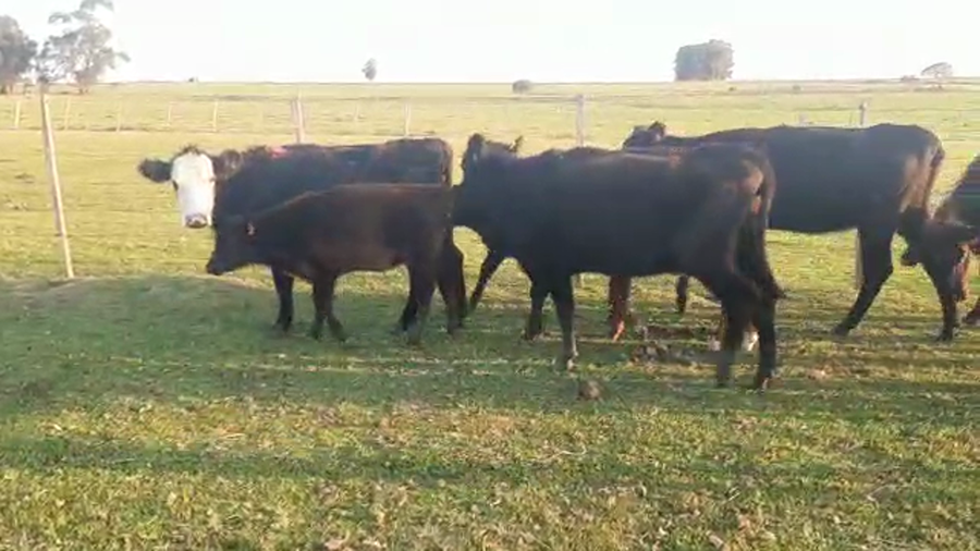 Lote 12 Piezas de cría ANGUS a remate en PANTALLA CAMY - SAN JOSE  1500 VACUNOS 330kg - , San José