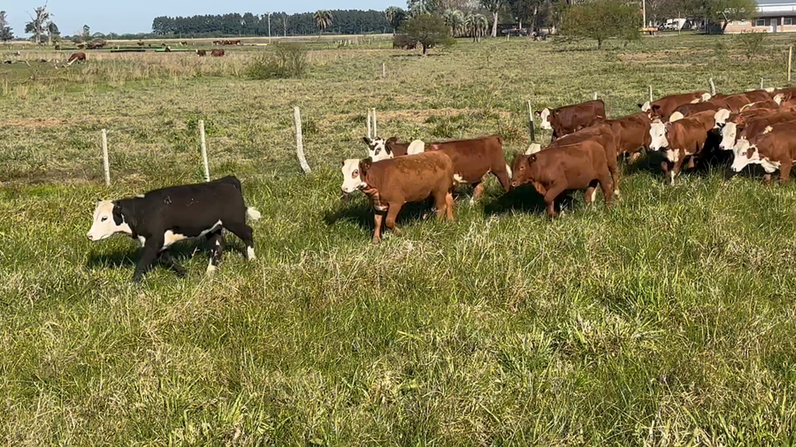 Lote 110 Terneras