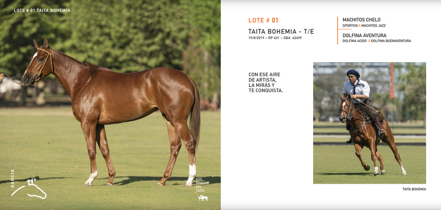 Lote TAITA BOHEMIA - T/E (MACHITOS CHELO - DOLFINA AVENTURA)