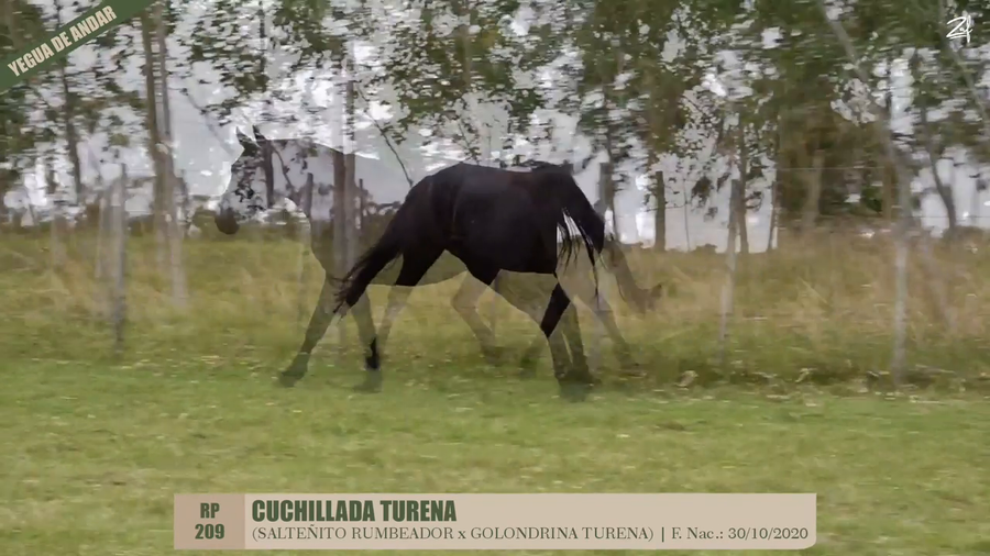 Lote CUCHILLADA TURENA