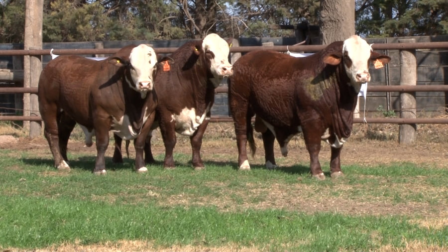 Lote TOROS BRAFORD CABAÑA LOS ALGARROBOS