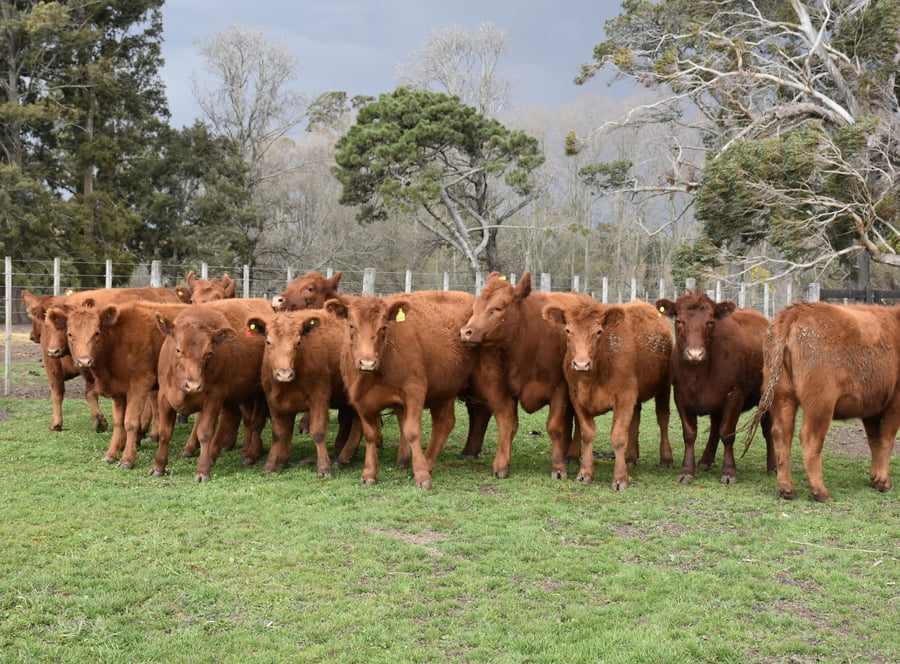 Lote VAQ PARA ENTORAR