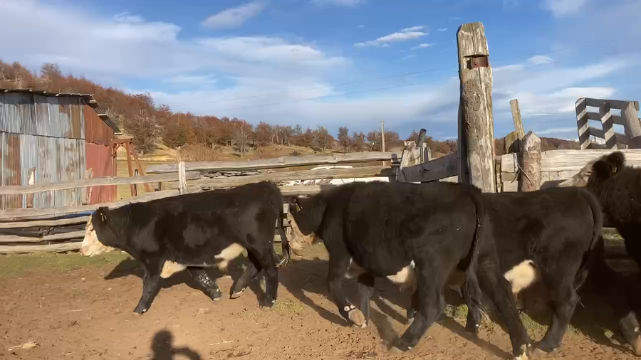 Lote 50 Novillo Engorda en Coyhaique, XI Región Aysén