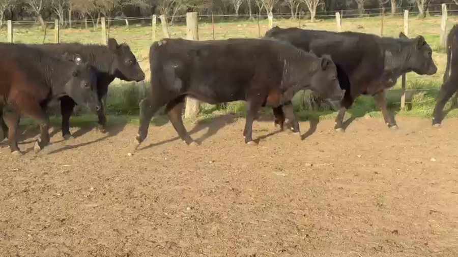 Lote 35 Vaquillonas C/ gtia de preñez