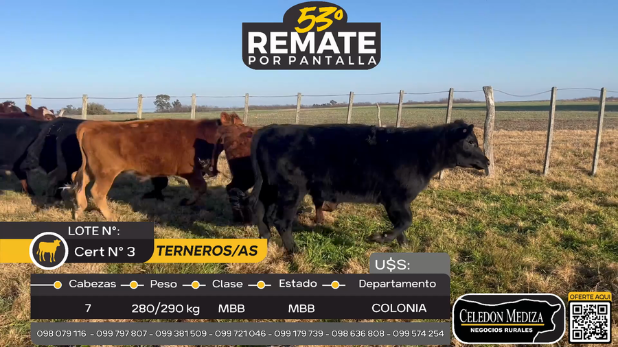 Lote 7 Terneros y Terneras en Otra Localidad, Colonia