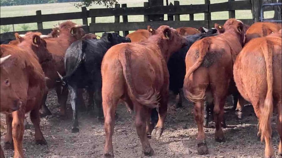 Lote 18 Novillo Engorda en Osorno, X Región Los Lagos