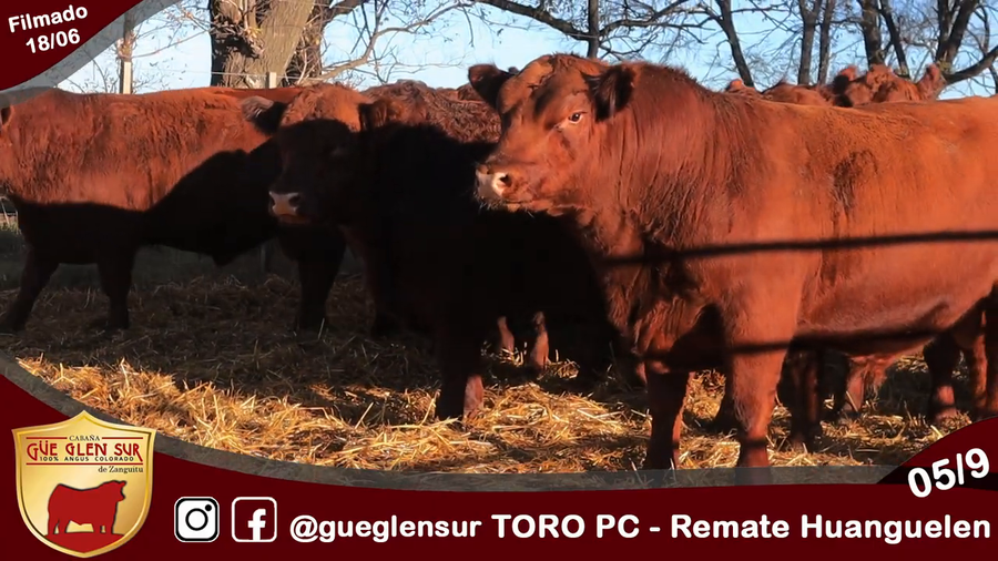 Lote Toro PC
