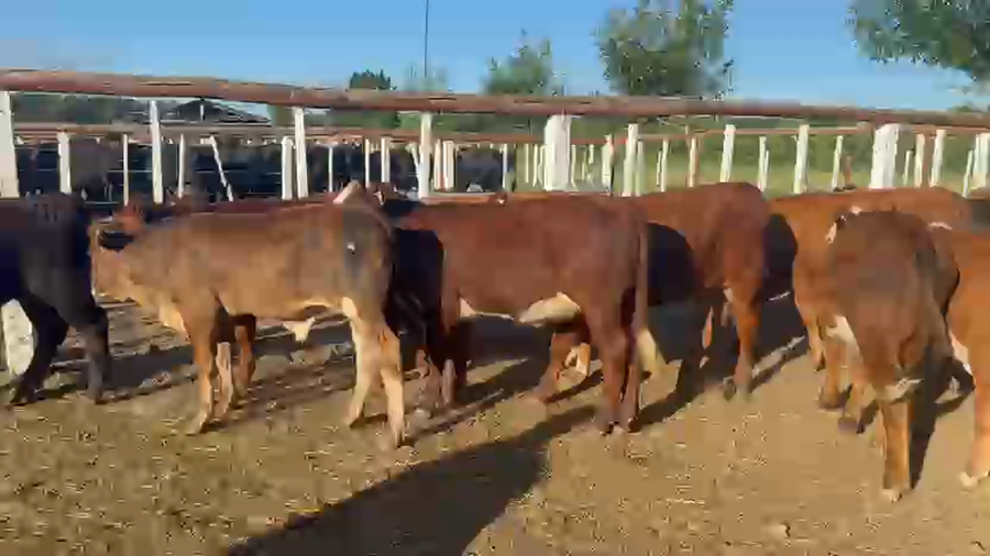 Lote 68 Terneros/as