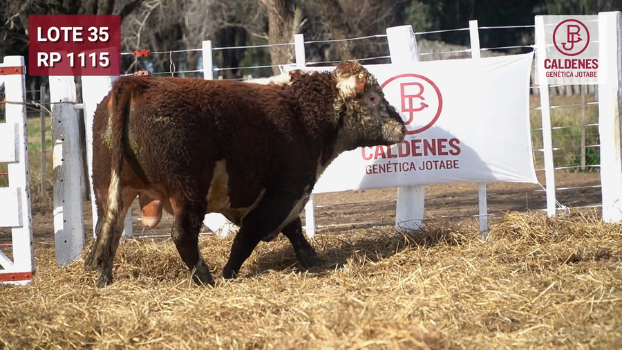 Lote Toro PR