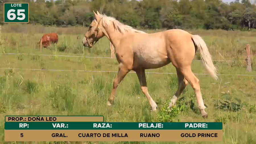 Lote Equinos CUARTO DE MILLA a remate en 30º FERIA ESPECIAL DE REPRODUCTORES - REGIONAL ÑEEMBUCU, Ñeembucú