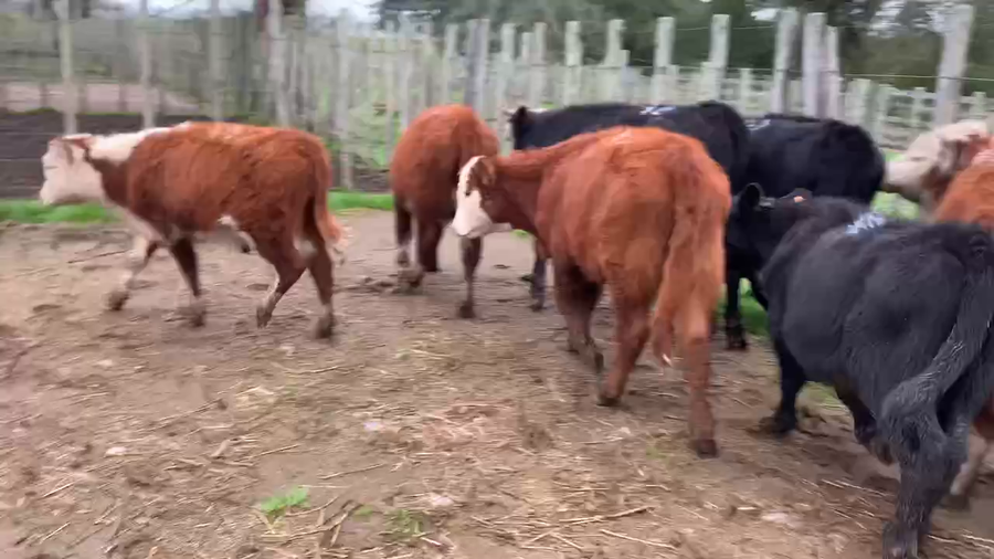 Lote 9 Terneros en Melo, Cerro Largo