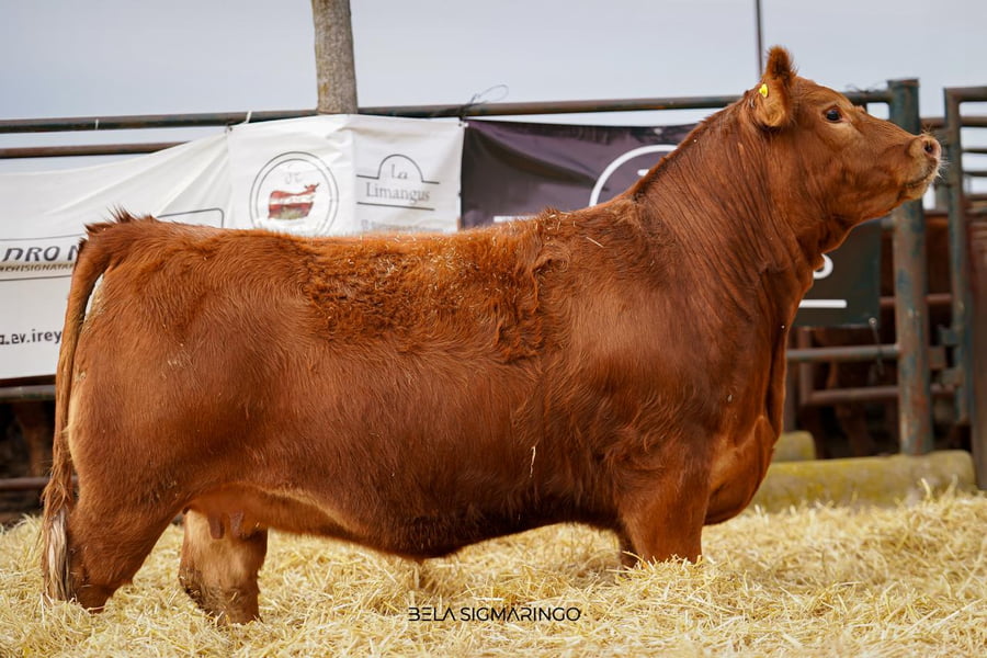 Lote VAQUILLONA PP