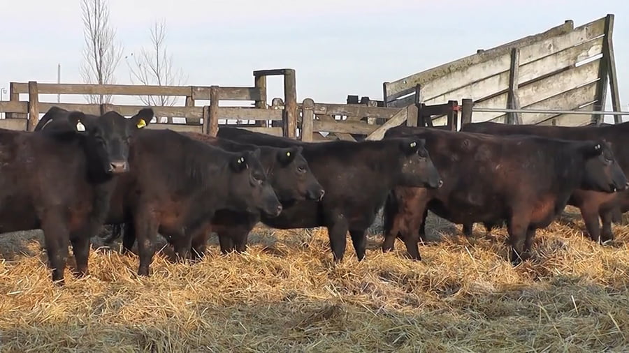 Lote """SAN BAUTISTA DEL SUR"" VAQUILLONAS MADRES ANGUS SELECCIONADAS CON GARANTÍA DE PREÑEZ"