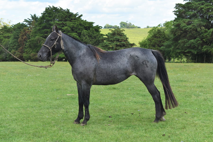 Lote RP 127 - AGUA HELADA TURENA