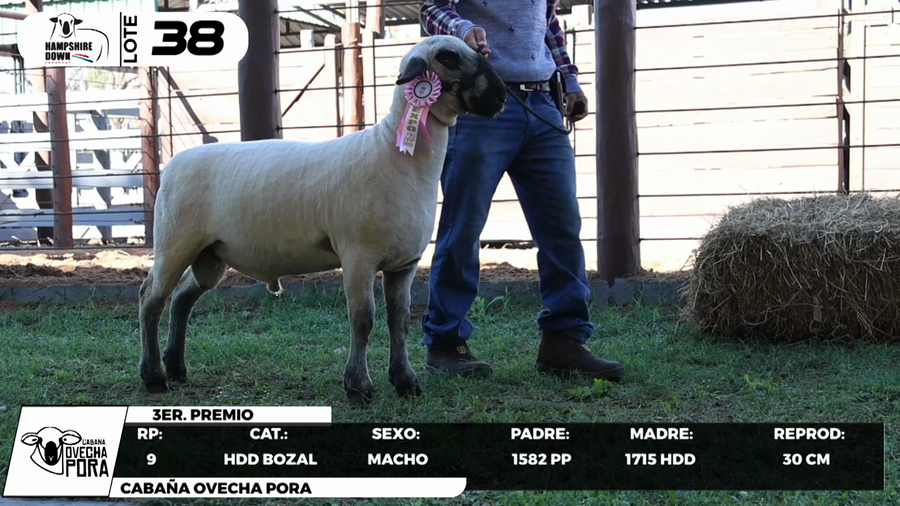 Lote LOTE 38- BOZAL