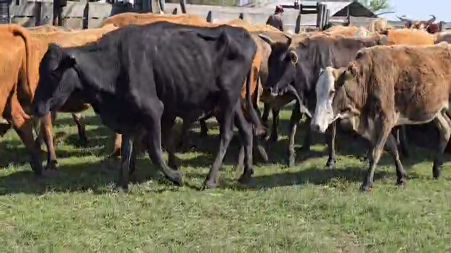 Lote 70 Vacas de invernar