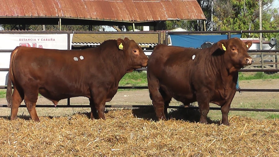 Lote TOROS ANGUS PURO DE PEDIGREE