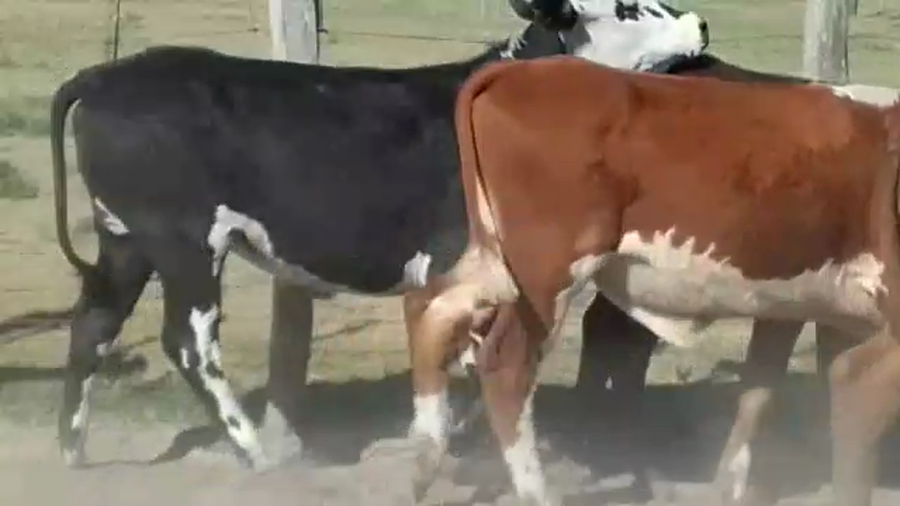 Lote 50 Novillitos en Tostado, Santa Fe