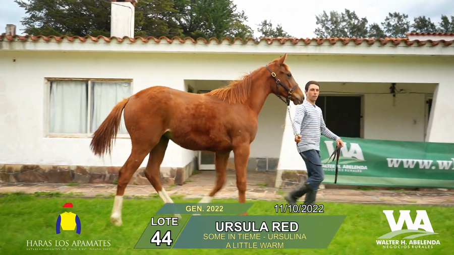 Lote USRULA RED