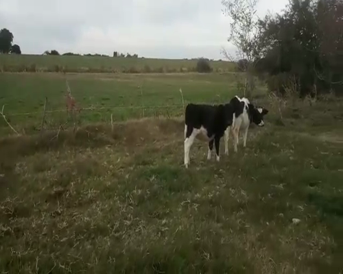 Lote 3 Terneros HOLANDO 180kg - , San José