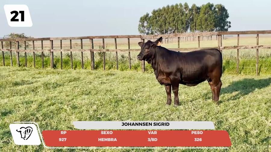 Lote LOTE 21- JUNIOR