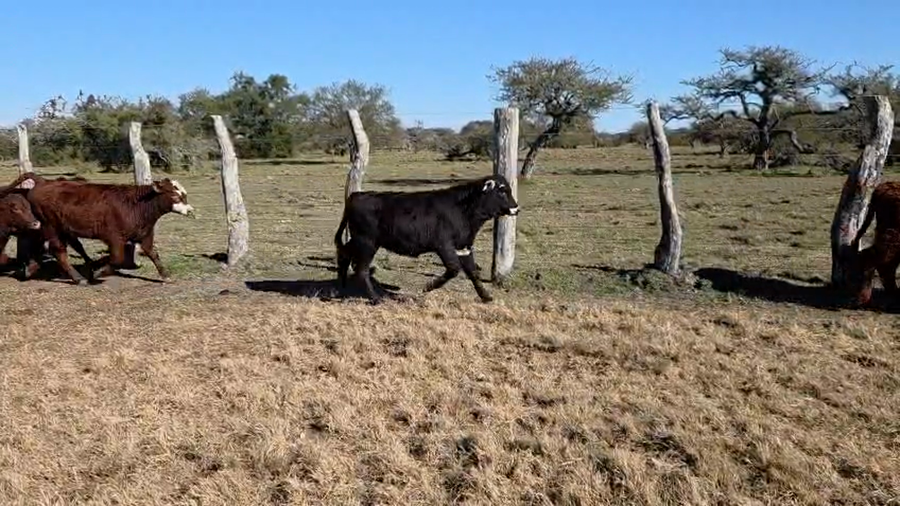 Lote 126 Terneros/as en Corrientes, Curuzu Cuatia