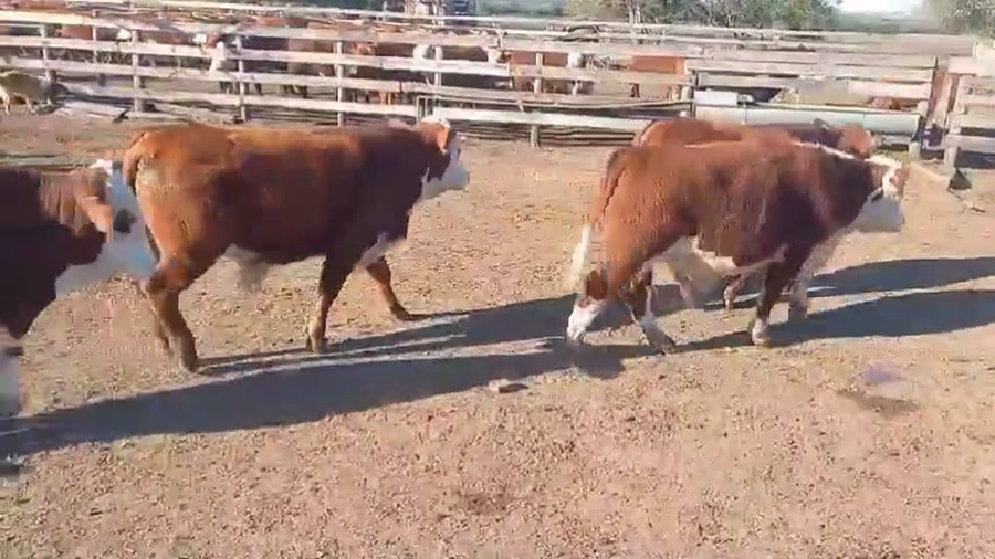 Lote 33 Novillos en Gualeguaychú, Entre Ríos