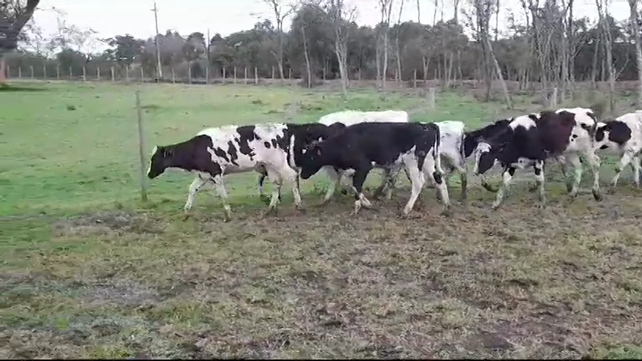 Lote TERNERAS HOLANDO