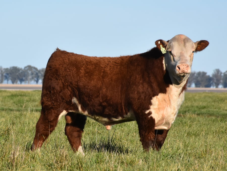 Lote TORO PP
