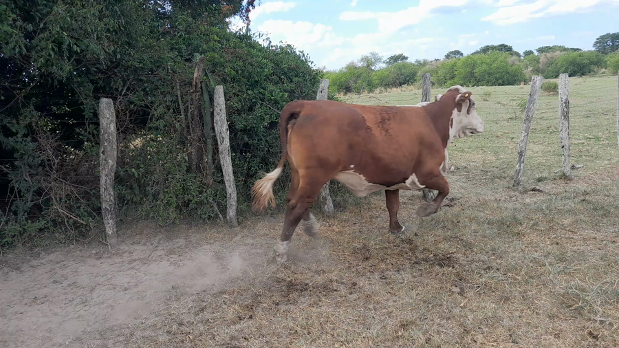 Lote 13 Vaca Consumo en Corrientes, Mercedes