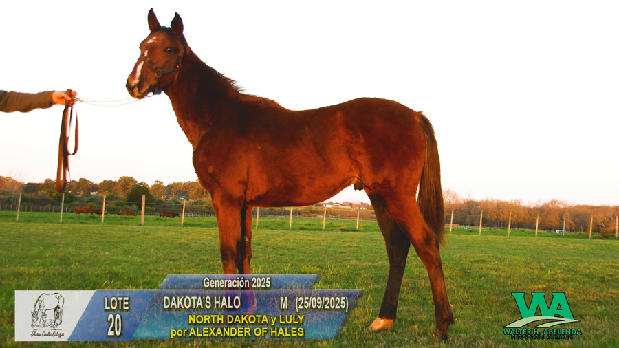 Lote DAKOTA`S HALO