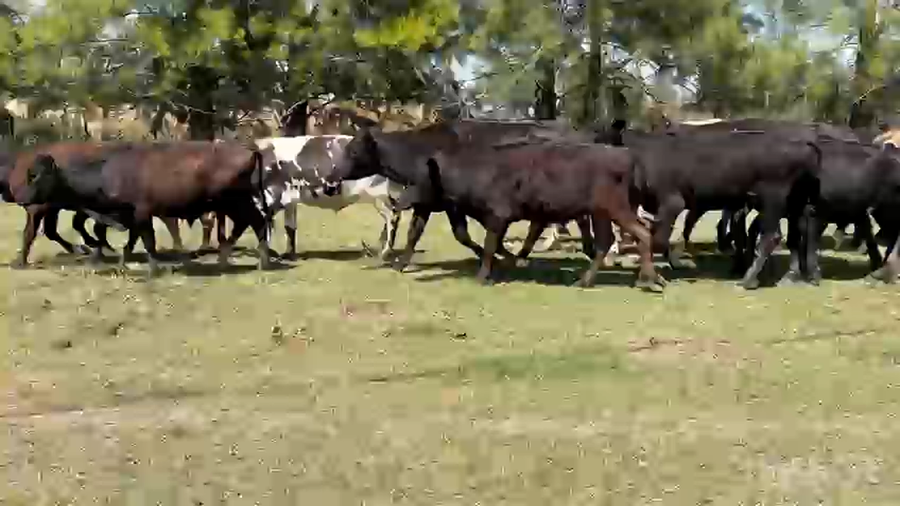Lote 22 Novillitos