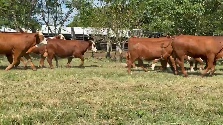 Lote 120 Terneros en Corrientes, Bella Vista