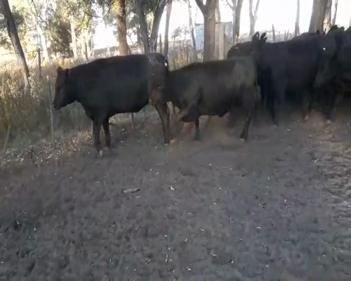 Lote 32 Vaquillonas en Henderson, Buenos Aires