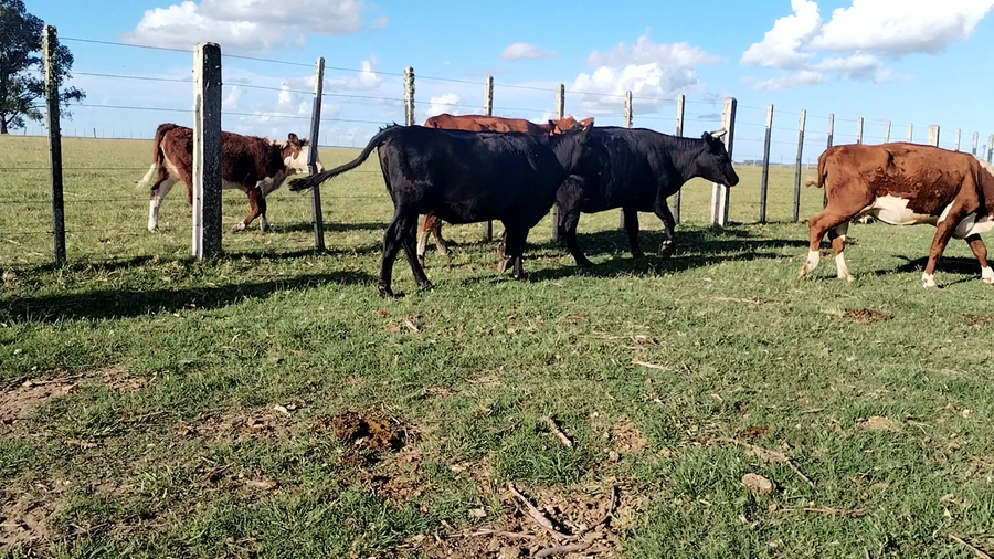 Lote 8 Vacas de Invernada
