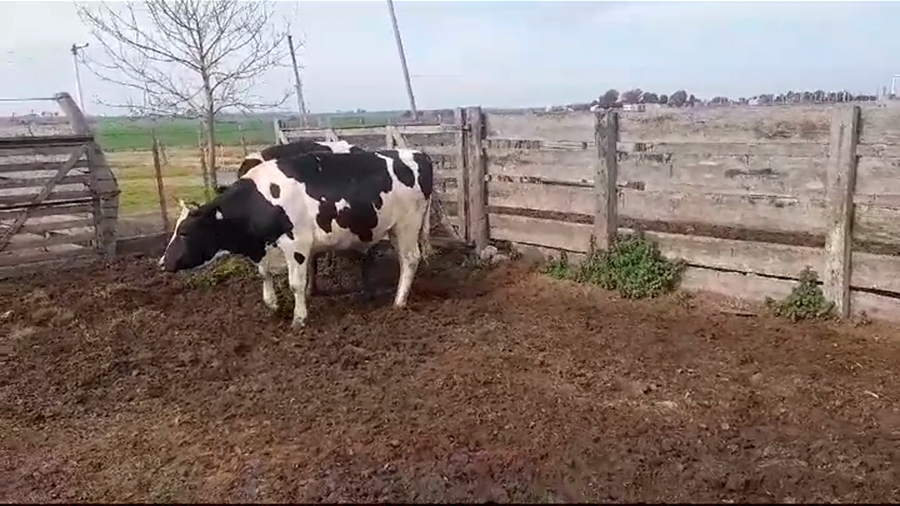 Lote NOVILLOS - VACA GORDOS