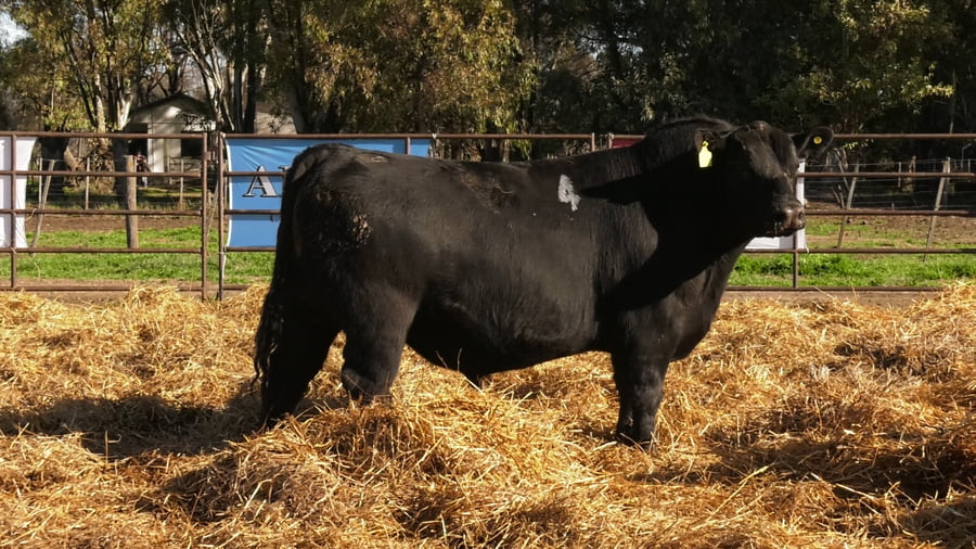Lote TOROS ANGUS NEGROS PC