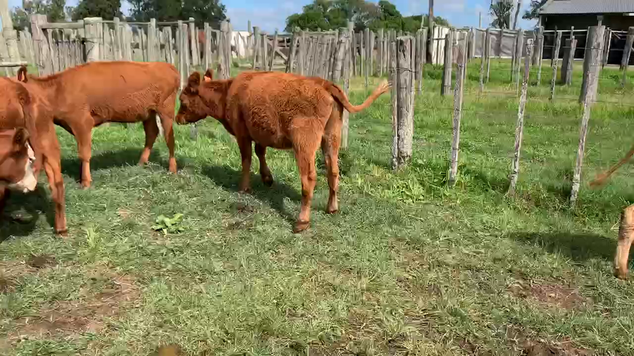 Lote 15 Vaquillonas 1 a 2 años en Tupambaé, Cerro Largo