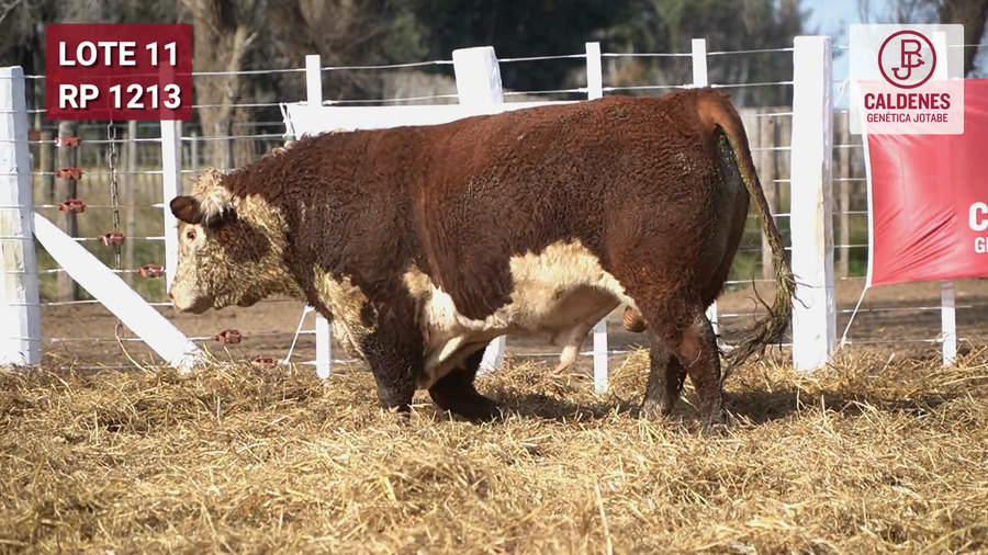 Lote Toro PR