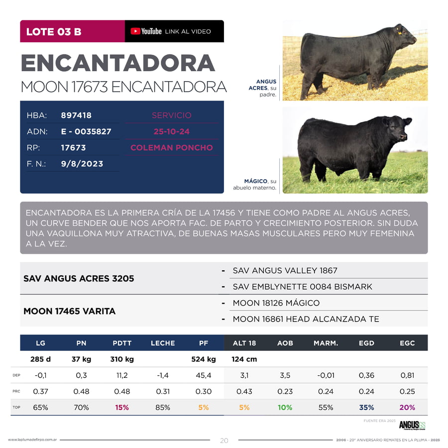 Lote RP 17665 y RP 17673 - VAQUILLONAS ELECCIÓN PP