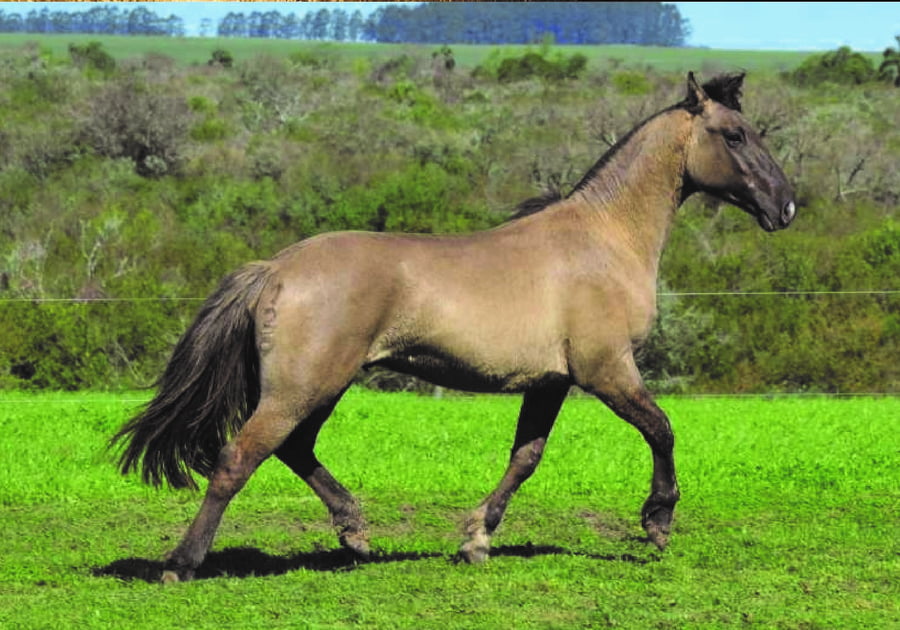 Lote RP 125 - PIRAÍ BOHEMIO DO SAPUCAI