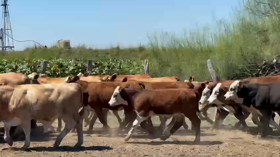 Lote 47 Terneros en Corrientes, Paso de Los Libres