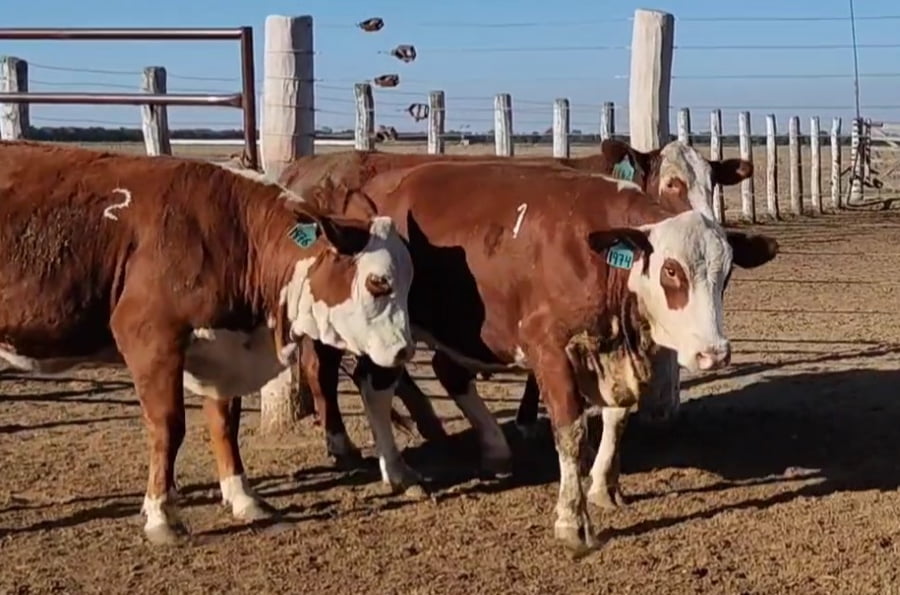 Lote CABAÑA EL FUERTE