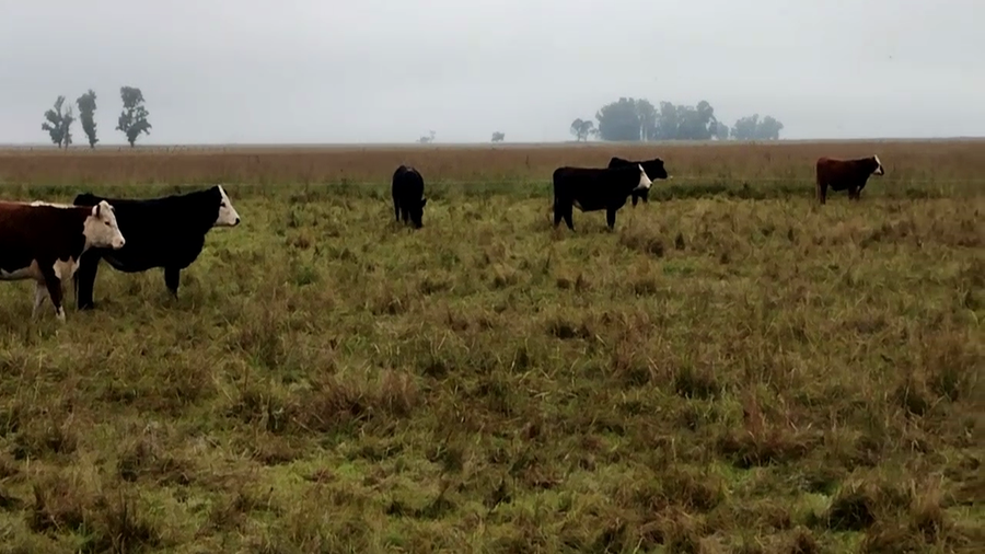 Lote 40 Novillitos y vaquillonas en Olavarría