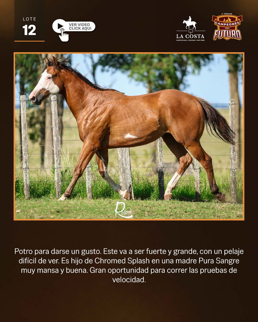 Lote LC BANDOLERO SPLASH