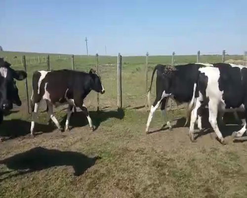 Lote Novillos
