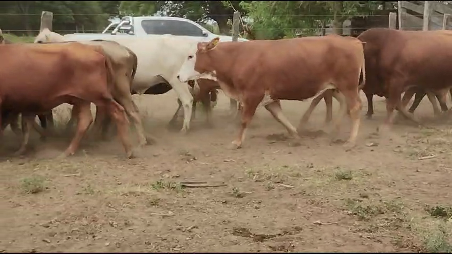 Lote 29 Vacas de invernar en Quimilí, Santiago del Estero