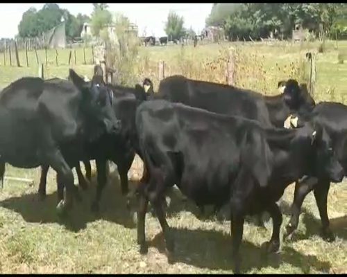 Lote VAQUILLONAS ENTRE 240 Y 260KG