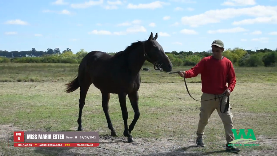 Lote MISS MARIA ESTER